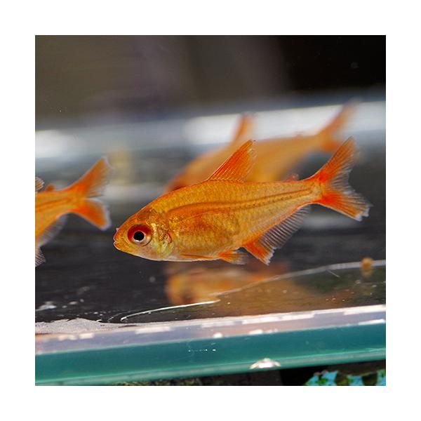 (熱帯魚)レッドチェリーテトラ　（約２cm）（１匹）