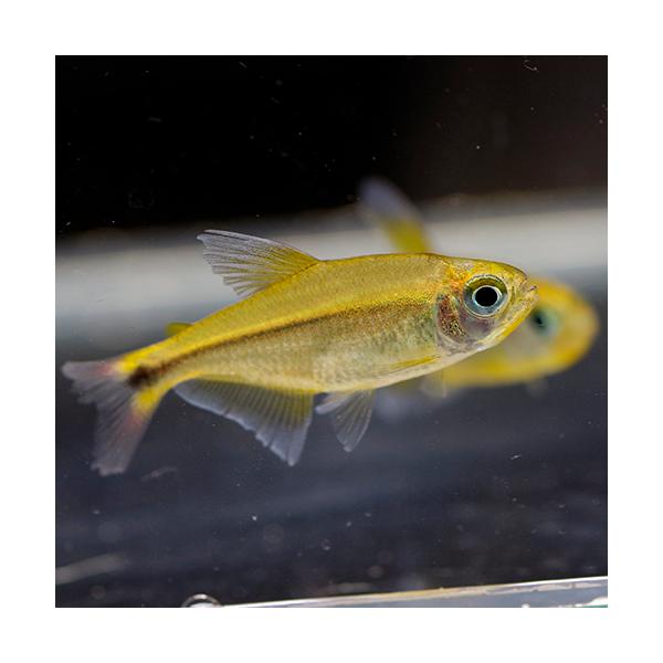 (熱帯魚)ヘミグラムス sp. ジャラパオ　（約2-3cm）1匹