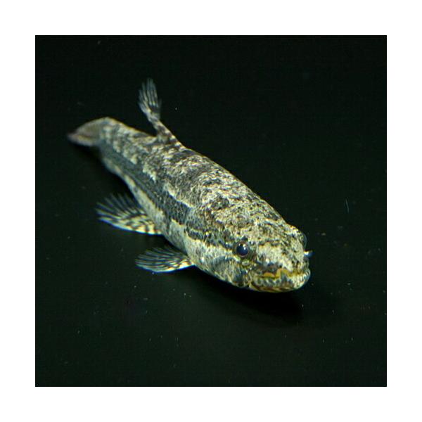 熱帯魚)タイガーホーリー 約4-6cm 1匹 : 熱帯魚通販のネオス - 通販