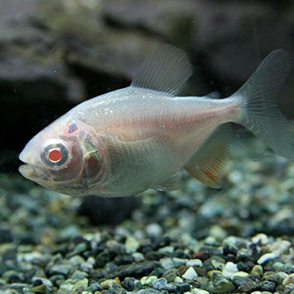 熱帯魚)アルビノレッドコロソマ 約4cm 1匹 : 熱帯魚通販のネオス