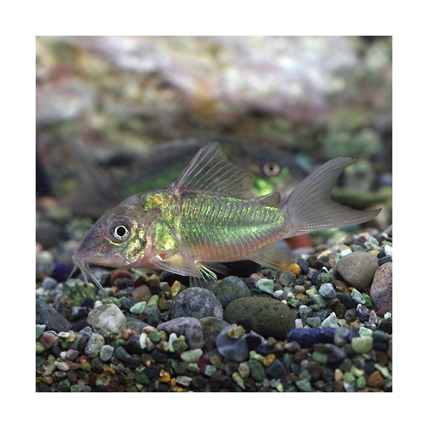 (熱帯魚)エメラルドグリーンコリドラス　約3cm　3匹　（ネッタイギョ）