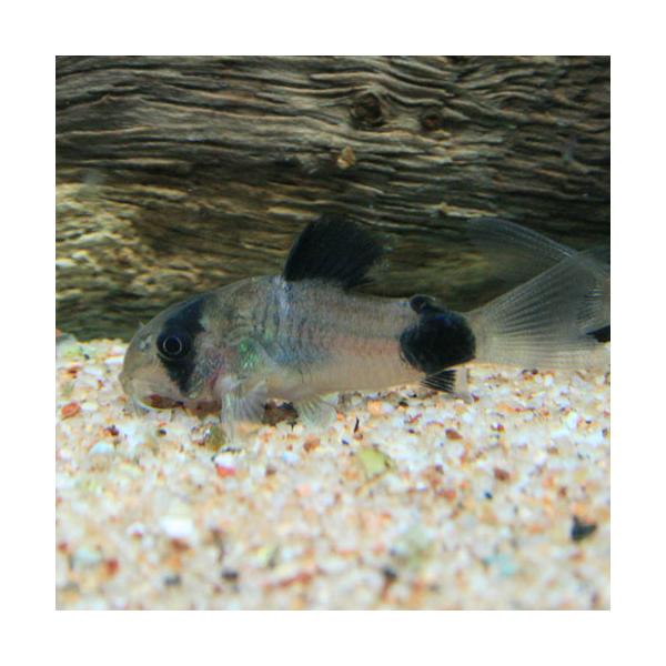 【学名】　Corydoras panda【最大全長】　5ｃｍ【分布】　ペルー【水温】　20〜26℃【水質】　弱酸性〜中性【餌】　生餌（冷凍）・乾燥飼料・人工飼料【混泳】　可能【特徴】　現在は東南アジアで養殖された個体が多く輸入され、多くのシ...