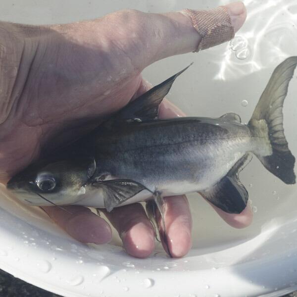 ショートボディ パールン（パールム）約20cm : 熱帯魚通販のネオス 