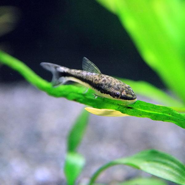 (熱帯魚)オトシンクルス　約2-3cm　10匹