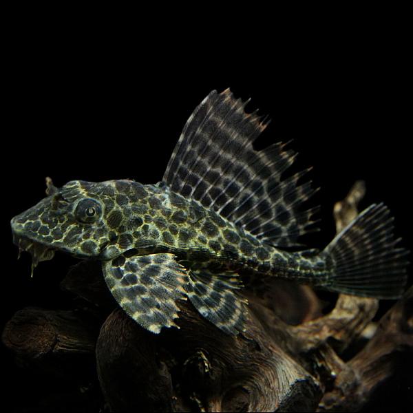 (熱帯魚)セルフィンプレコ３匹セット‼️ セルフィンプレコ3種セット(3匹)(各1匹) | チャーム