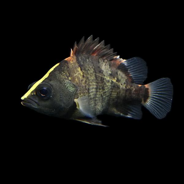 熱帯魚)ニューギニアダトニオ 約5cm 1匹 : 熱帯魚通販のネオス - 通販 