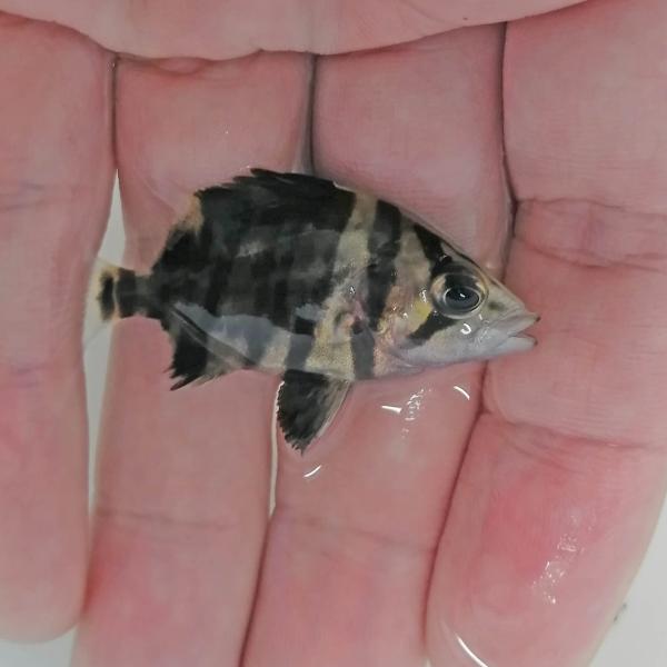 ダトニオプラスワン生体 みんな探してる人気モノ ダトニオプラスワン生体 ペット ペットグッズ