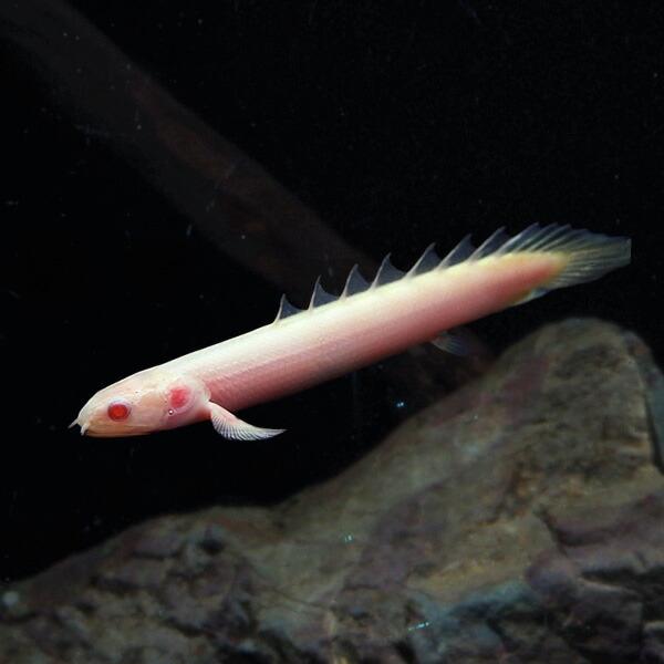 熱帯魚)アルビノ ポリプテルスセネガルス （約6cm）（1匹） : 熱帯魚