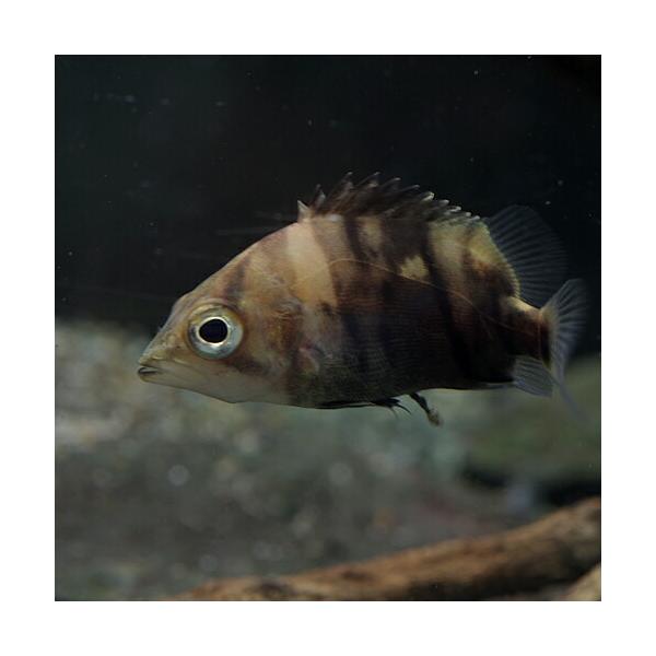 ダトニオプラスワン生体 みんな探してる人気モノ ダトニオプラスワン生体 ペット ペットグッズ