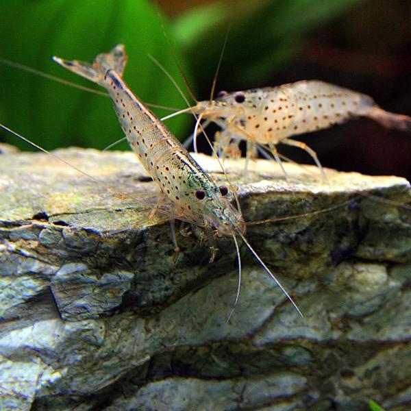 (エビ)( オススメ)ヤマトヌマエビ　約2-４cm　20匹