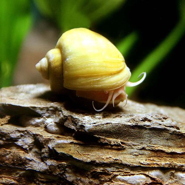肌触りがいい 貝 ミックス カラー アップルスネール 約1 5cm前後 30匹 水槽 熱帯魚 観賞魚 飼育 生体 通販 販売 アクアリウム あくありうむ 新色追加