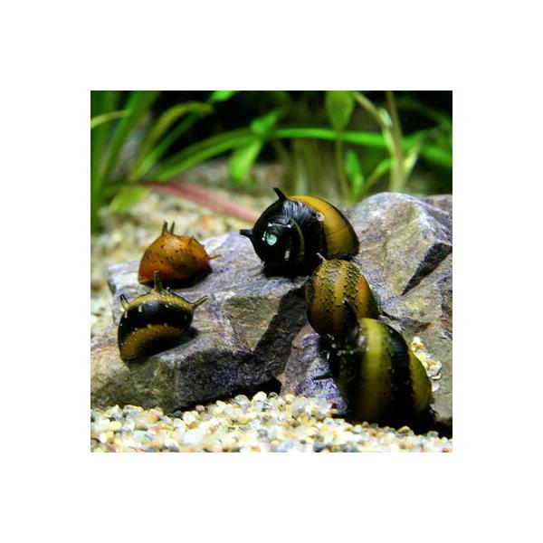 【学名】Ｃｌｉｔｈｏｎ　ｓｐ．【最大全長】約2cm【適正水温】 20〜26℃【水質】 弱酸性〜弱アルカリ性【分布】東南アジア　―　太平洋沿岸域【混泳】貝を捕食しない魚と混泳可能です【当店の与えている餌】藻類【その他オススメな餌】人工飼料【推...