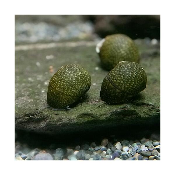 【学名】Clithon retropictus【最大全長】約2cm【適正水温】 10〜28℃【水質】 弱酸性〜弱アルカリ性【分布】日本　本州中部以南、中国南部の沿岸域【混泳】貝を捕食しない魚と混泳可能です【当店の与えている餌】藻類【その他オ...