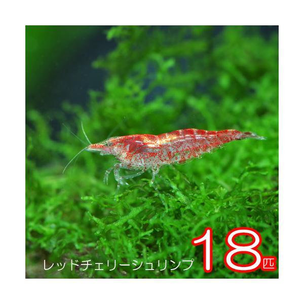 【学名】 Neocaridina denticulata 【最大全長】約3cm【適正水温】 15〜26℃【水質】 弱酸性〜中性 【分布】台湾【混泳】サイズの同じ位のエビ、捕食しない魚と混泳可能です【当店の与えている餌】エビ力【その他オススメ...