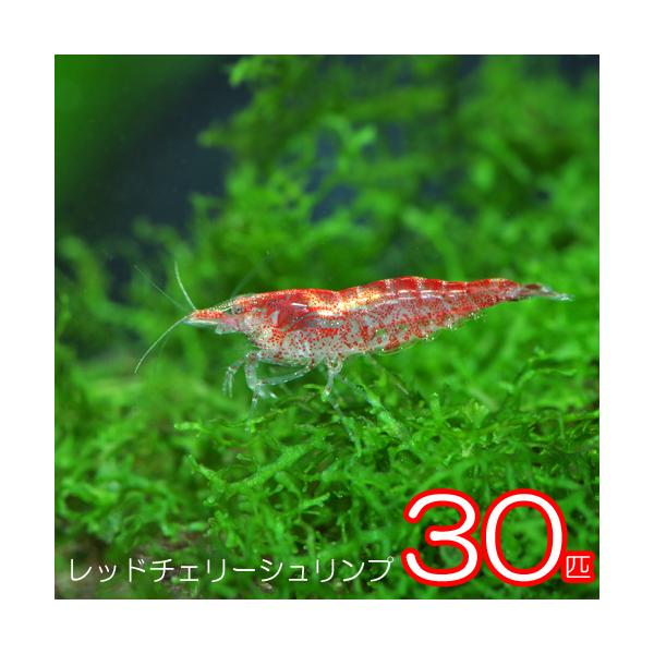 【専用】ジュネビビアン チェリーレッド fish-y_a15-270122-12