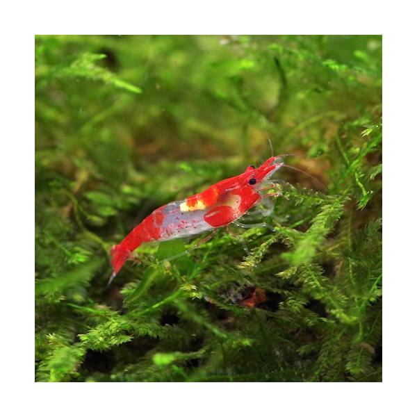 (エビ)ルリーシュリンプ　約1-2cm　10匹　