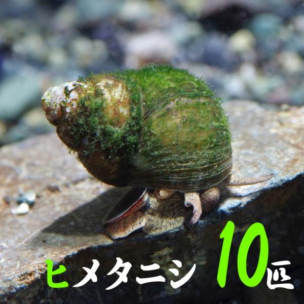 (貝)ヒメタニシ　-cm　10匹