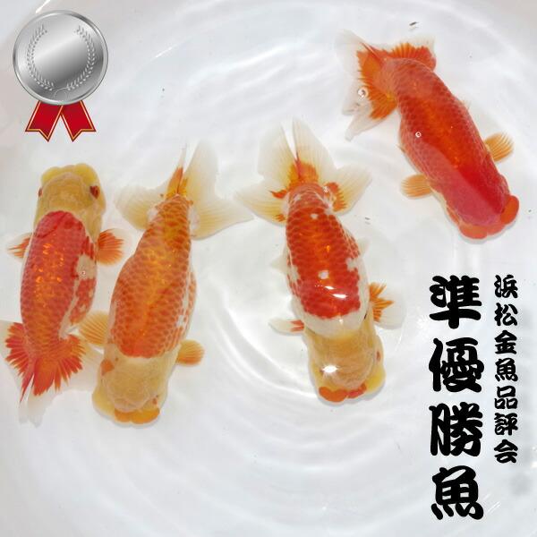 らんちゅう品評会優勝の子供10匹