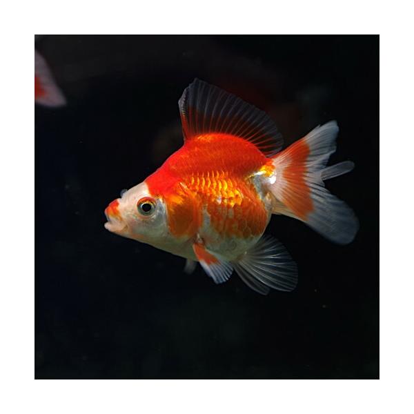 (金魚)国産　更紗琉金　約４-６cm 3匹　サラサ琉金