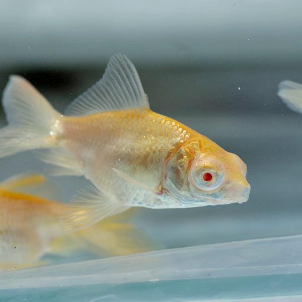 金魚 生体)アルビノ 出目金 （約5cm）（1匹） : 熱帯魚通販のネオス