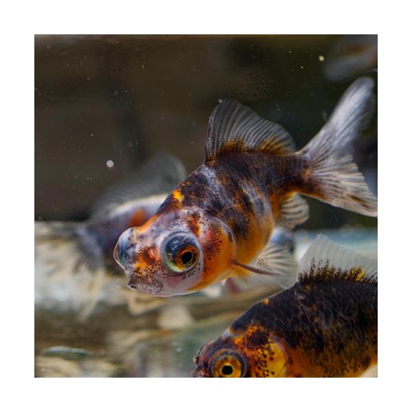 (金魚 生体)インドネシア　キャリコ出目金　（約4cm）（1匹）