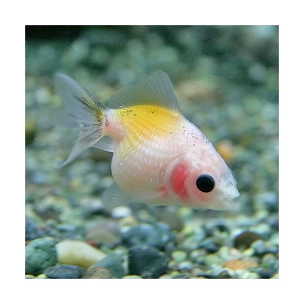 ピンポンパール 餌 ペット ペットグッズ Favofavoitems