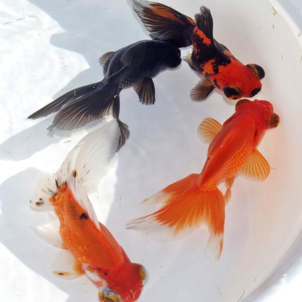 金魚)ミックス出目金 約5-8cm 3匹 : 熱帯魚通販のネオス - 通販