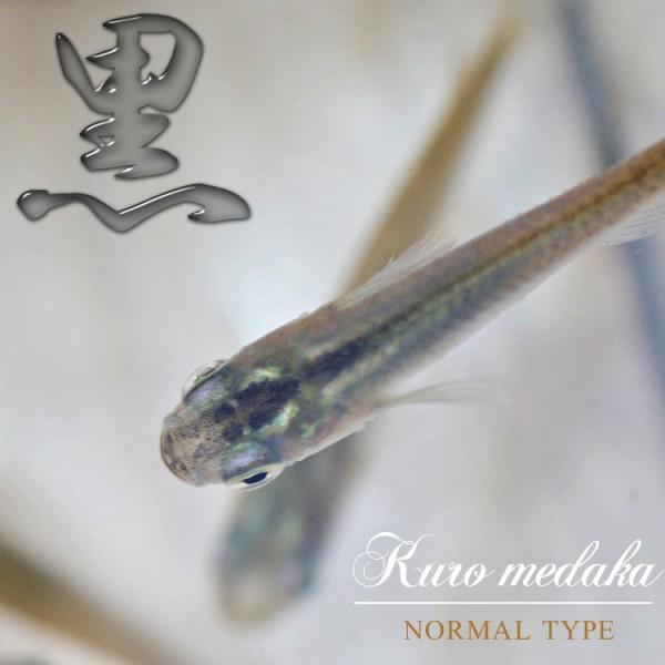 (めだか)クロメダカ　約2-3cm　30匹
