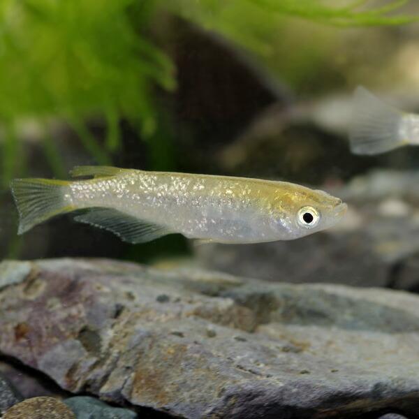 めだか)シャンパンゴールドメダカ (約2-3cm)(5匹) : 熱帯魚通販の 