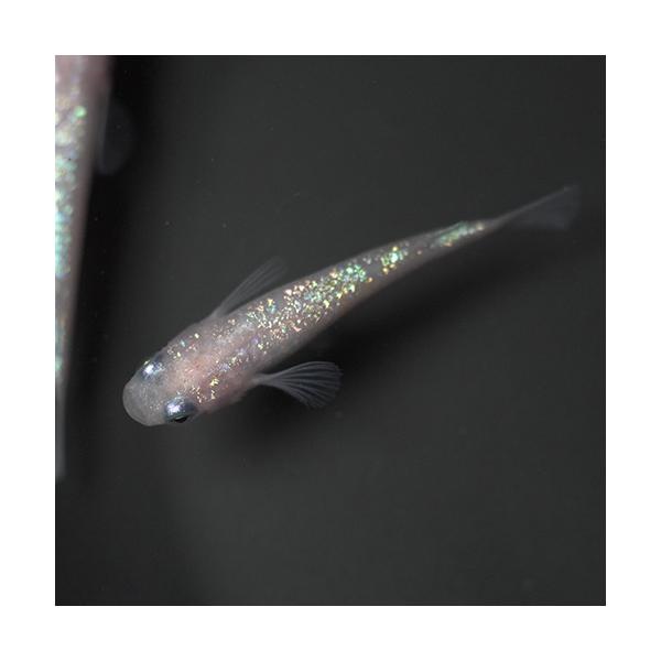 王華 メダカ 白綾系 （約2.5-3cm）(3匹) : 熱帯魚通販のネオス 