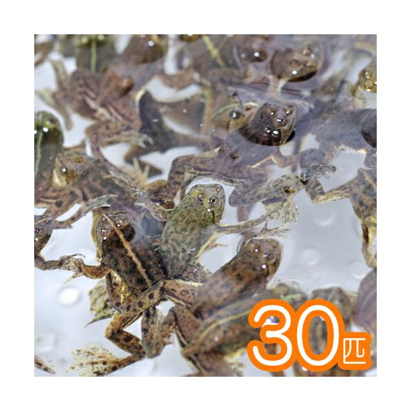 【学名】Occidozyga lima【最大全長】約4cm【適正水温】 15〜26℃【水質】 弱酸性〜〜弱アルカリ性【分布】東南アジア【混泳】【当店の与えている餌】【その他オススメな餌】昆虫類【推奨水槽サイズ】45cm〜【特徴】大型魚のエサ...