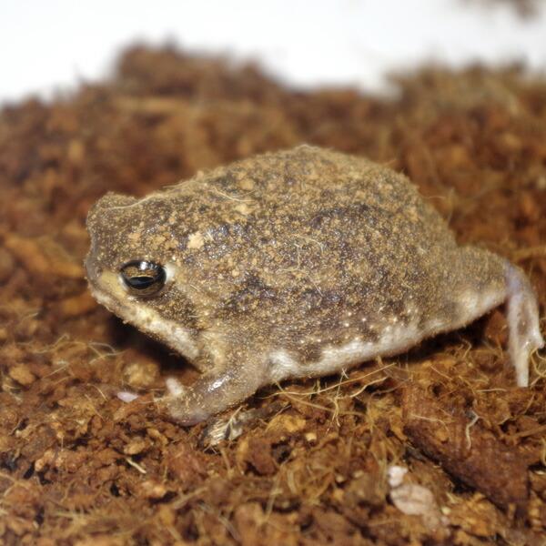 両生類)状態抜群 アメフクラガエル （約3-4cm）（1匹） 【代引き