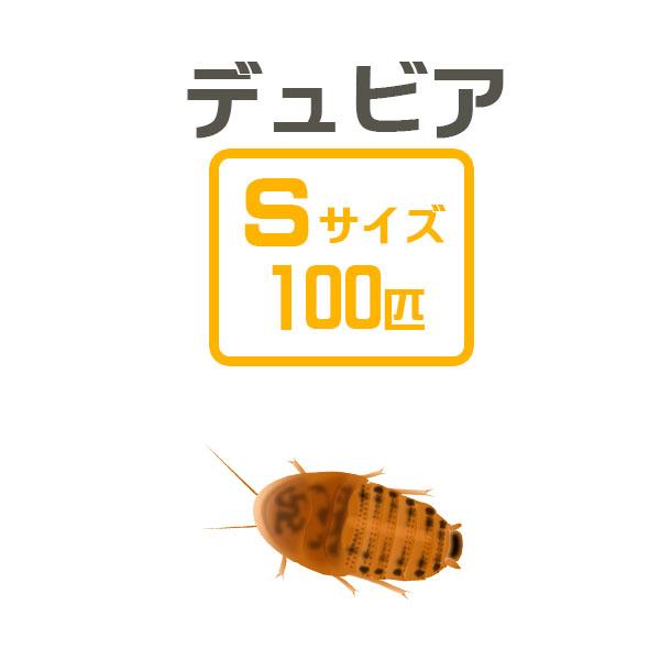 お取り寄せ 3 4営業日 餌昆虫 デュビアｓ 100匹 代引き不可 冬季航空便地域発送不可 活餌 爬虫類 両生類 小動物 A18 2021 Fede 1 熱帯魚通販のネオス 通販 Yahoo ショッピング