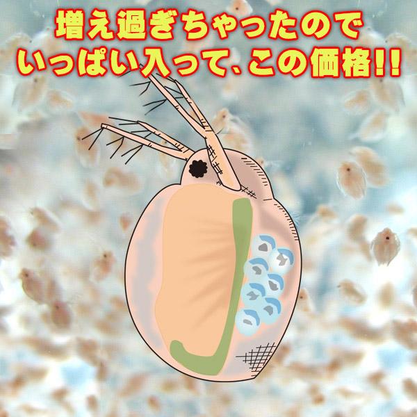 (活餌)( オススメ)送料無料タマミジンコ　１０００ml　約１０００匹〜　（1袋）