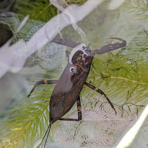 昆虫)マレーシア産タイコウチ (約5cm) 1匹 : 熱帯魚通販のネオス