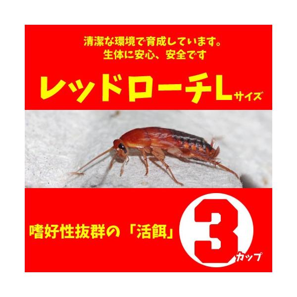 安いレッドローチの通販商品を比較 ショッピング情報のオークファン