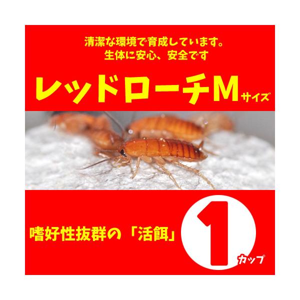 ※こちらの商品は代金引換のお支払いはご利用できませんので予めご了承ください。レッドローチ【学名】Ｂｌａｔｔａ　ｌａｔｅｒａｌｉｓ【生息地】アジア、アフリカ、アメリカ【最大全長】約3ｃｍ【商品規格】 Ｓサイズ（約3-6mm)…約100匹/1カ...