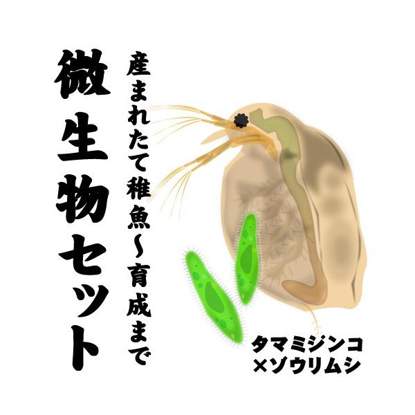ゾウリムシ 餌 みんな探してる人気モノ ゾウリムシ 餌 ペット ペットグッズ