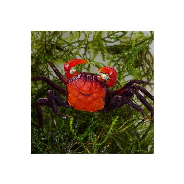 (淡水カニ)希少なメス　レッドデビルバンパイアクラブ　（全長約２-３cm、甲長約１cm）（♀１匹）