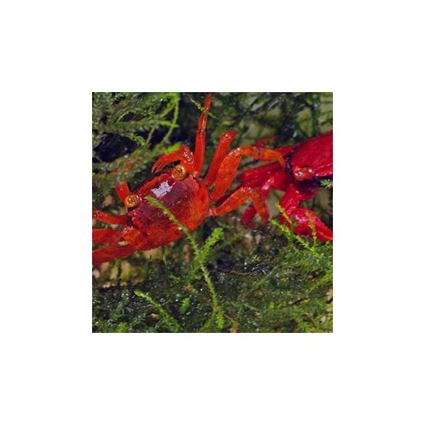(淡水カニ)希少なメス　レッドルビーバンパイアクラブ　（全長約２-３cm、甲長約１cm）（♀１匹）