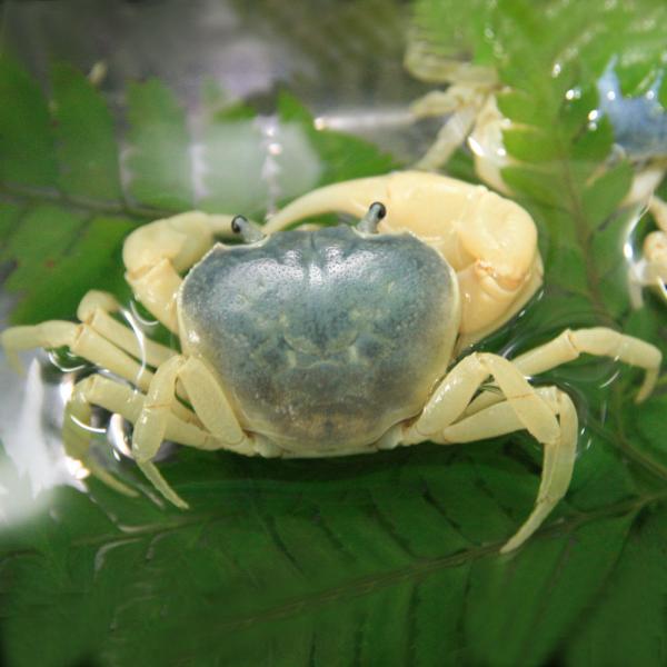 【学名】Ｇｅｏｔｈｅｌｐｈｕｓａ　ｄｅｈａａｎｉ　　【最大甲幅】約3cm【適正水温】 0〜20℃【水質】中性 【分布】日本【混泳】同種同士混泳可能ですが、十分な隠れ家を用意するとよいでしょう【当店の与えている餌】小魚【その他オススメな餌】各...