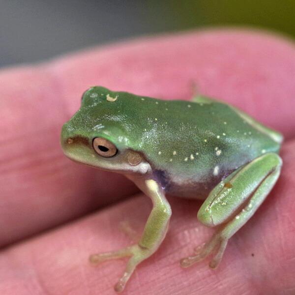 両生類)イエアメガエル 約2cm 1匹 : 熱帯魚通販のネオス - 通販