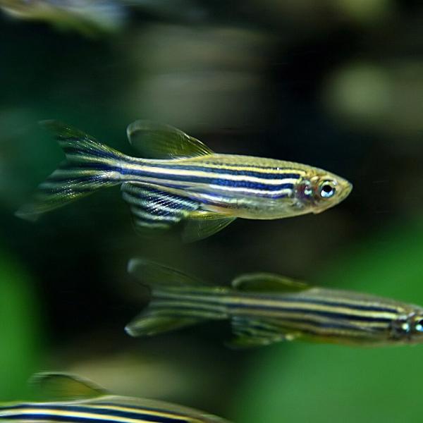 (熱帯魚)ロングフィンゼブラダニオ　約3cm　5匹　