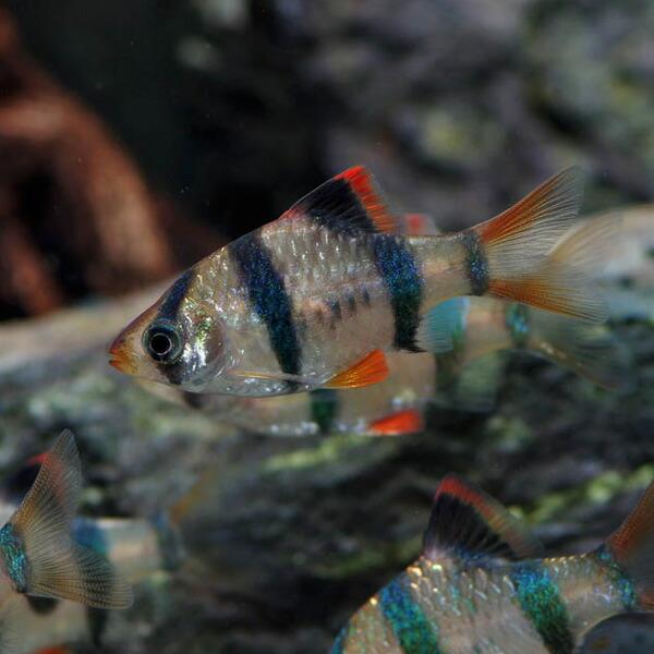 熱帯魚 スマトラ 約2cm 6匹 ねったいぎょ 1130v1 熱帯魚通販のネオス 通販 Yahoo ショッピング
