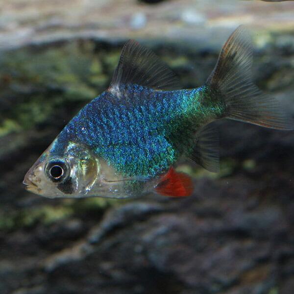 熱帯魚 グリーンスマトラ 約2cm 6匹 1150v1 熱帯魚通販のネオス 通販 Yahoo ショッピング