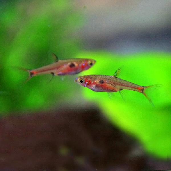 (熱帯魚)ボララス　マクラータ　（約１.５cm）（１０匹）