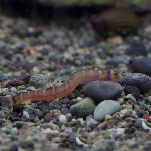(熱帯魚)クーリーローチ　約4-5cm　30匹