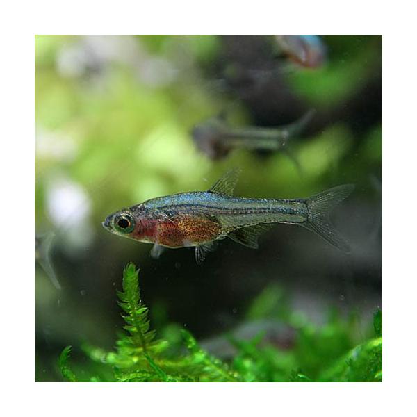 【学名】Sundadanio axelrodi sp.【最大全長】約2.5cm【適正水温】 22〜26℃【水質】 弱酸性〜中性 【分布】ボルネオ島、スマトラ島【混泳】温和な為、小型魚と混泳可能です【当店の与えている餌】顆粒状飼料【その他オス...
