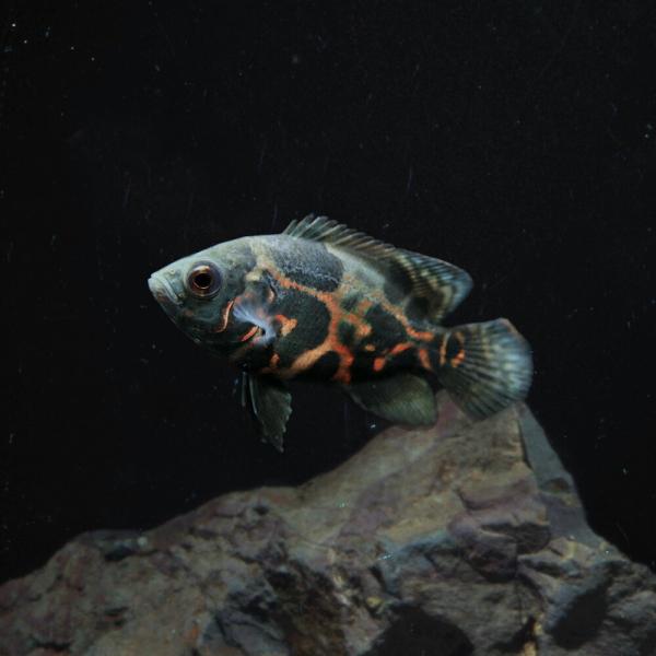 熱帯魚 生体)タイガーオスカー （約4-5cm)(1匹) : 熱帯魚通販のネオス