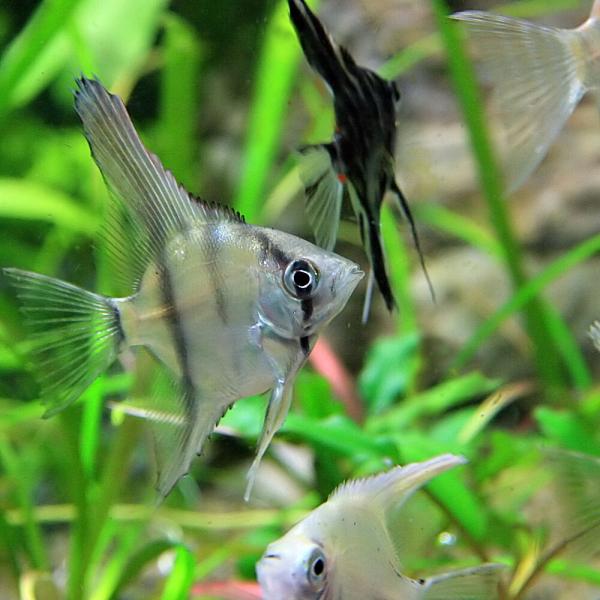 熱帯魚)国産 ミックスエンゼルフィッシュ 約1.5-3cm 5匹 : 熱帯魚通販